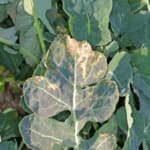 Peronospora