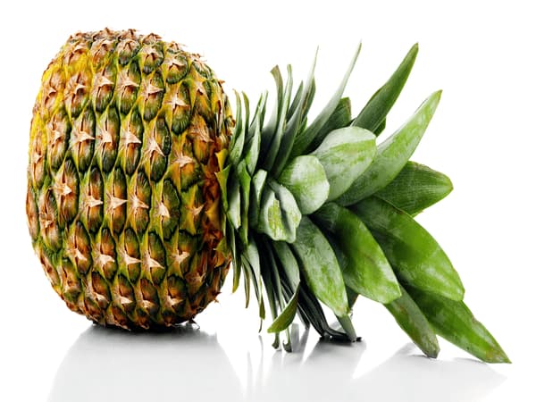 Pianta di ananas
