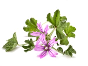 benefici della malva benefici della malva
