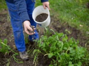 biostimolanti per agricoltura biostimolanti per agricoltura