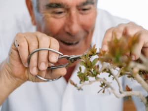 bonsai pianta bonsai pianta