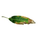 cancro rameale