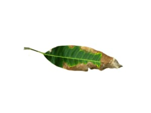 cancro rameale