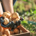 coltivare le patate