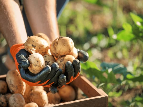 coltivare le patate