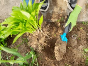 come coltivare sotto terra