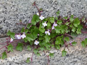 erbe selvatiche erbe selvatiche