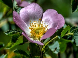 malva malva