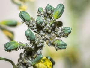 mosca bianca sulle piante mosca bianca sulle piante