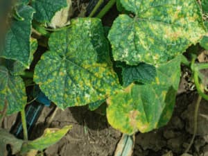 muffa Alternaria muffa Alternaria