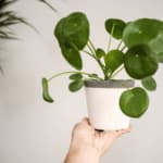pianta tropicale