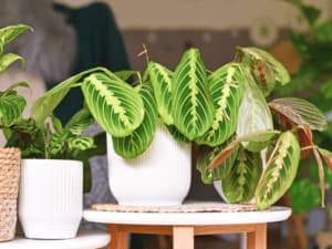 pianta tropicale da interno