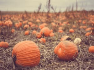 piante di zucca piante di zucca