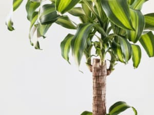 piante esotiche