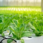 piante per coltura idroponica