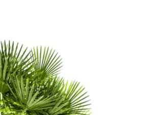 piante tropicali