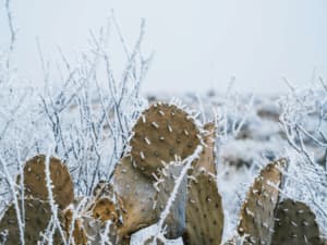 protezione piante dal freddo protezione piante dal freddo