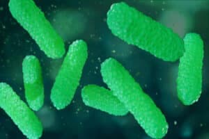 usare il Bacillus Thuringiensis usare il Bacillus Thuringiensis