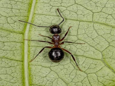 Come eliminare le formiche dalle piante