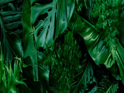 Food Forest