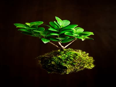 pianta kokedama