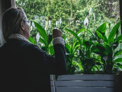 piante che purificano aria