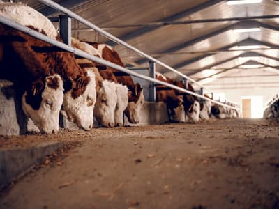 Agroforestazione
