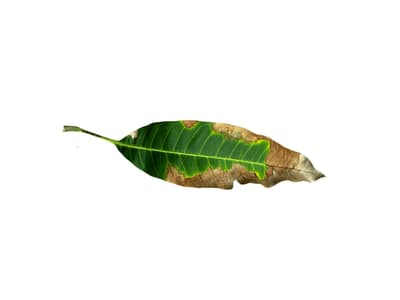 cancro rameale