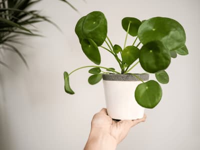 pianta tropicale