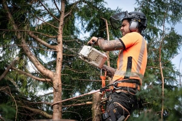 tecnica di tree climbing