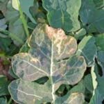 Fungicida naturale contro le malattie fungine