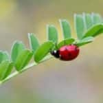 La Coccinella