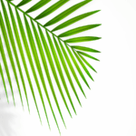 malattie delle palme