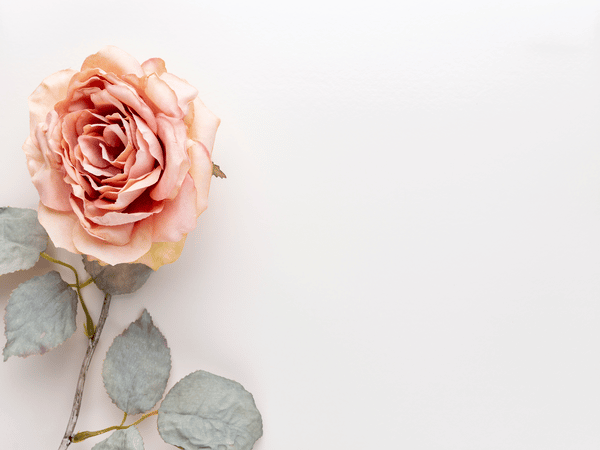Come piantare le rose