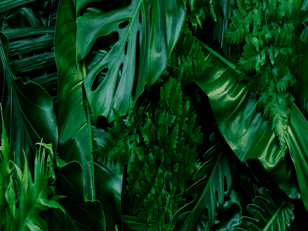 Food Forest
