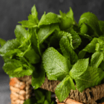 benefici della menta