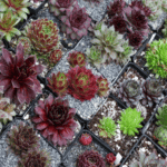 perlite per piante