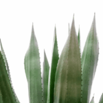 Pianta di Agave