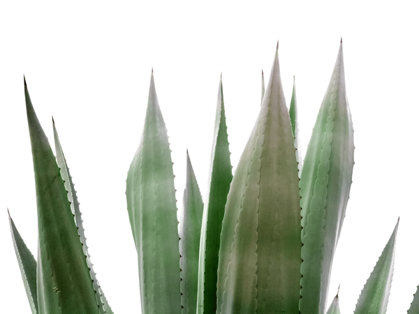 Pianta di Agave
