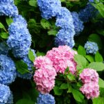 piante perenni