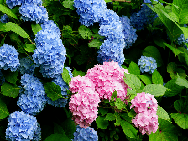 piante perenni