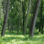 Quali sono gli alberi caducifoglie