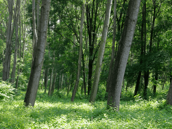 Quali sono gli alberi caducifoglie