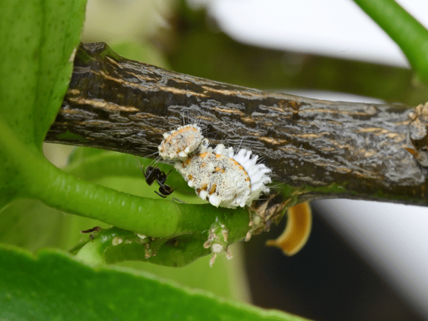 cocciniglia cotonosa
