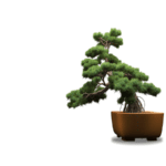 pianta bonsai