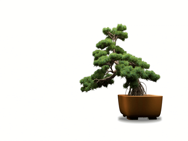 pianta bonsai
