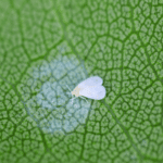 Aleurodide