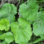 Antracnosi