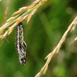 Cacyreus Marshalli