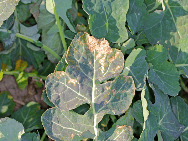 Peronospora